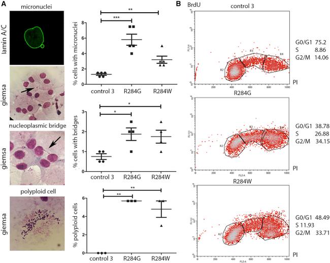 BrdU Antibody in Flow Cytometry (Flow)