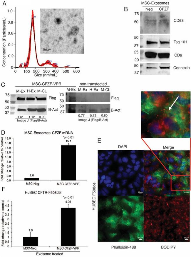 beta Actin Antibody in Western Blot (WB)