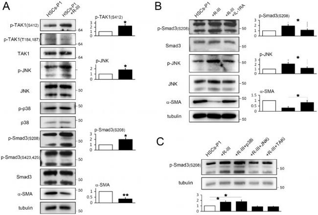 Phospho-TAK1 (Thr184, Thr187) Antibody in Western Blot (WB)