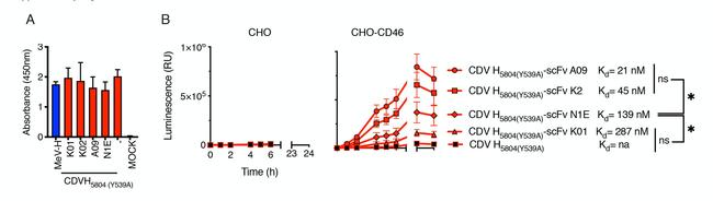 6x-His Tag Antibody in ELISA (ELISA)