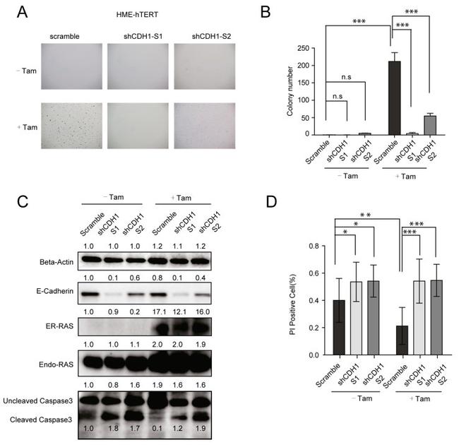 Pan Ras Antibody in Western Blot (WB)