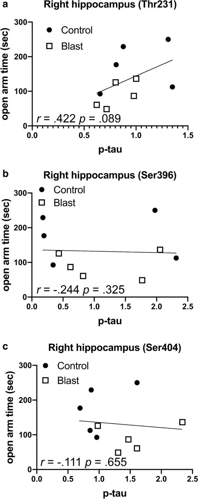 Phospho-Tau (Ser404) Antibody in Western Blot (WB)