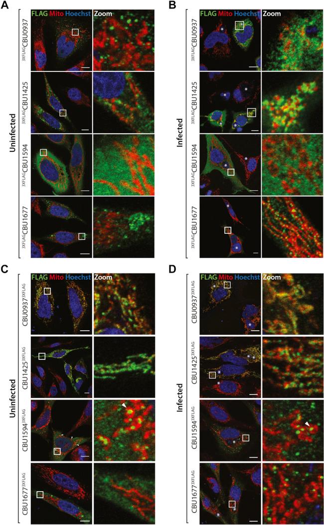 DYKDDDDK Tag Antibody in Immunocytochemistry (ICC/IF)