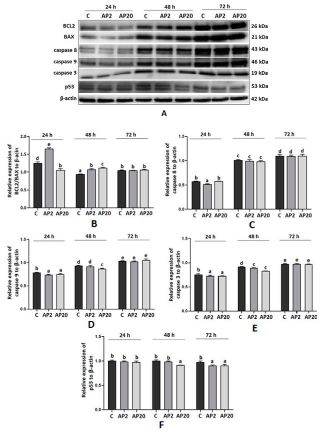 Caspase 9 Antibody in Western Blot (WB)