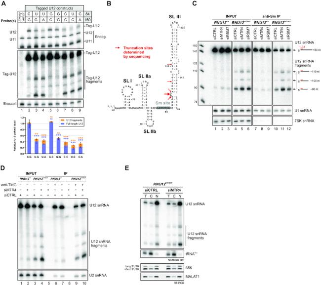 SNRPB Antibody in Immunoprecipitation (IP)