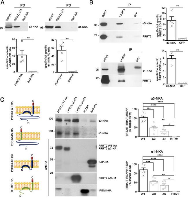 ATP1A3 Antibody in Western Blot (WB)