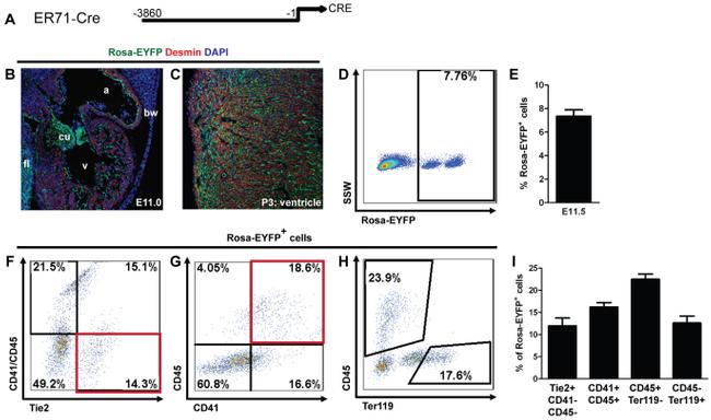 CD41a Antibody in Flow Cytometry (Flow)