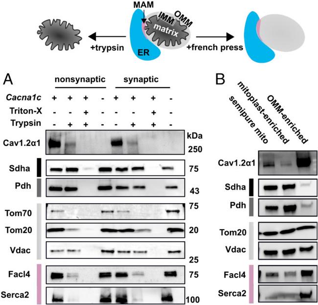 ACSL4 Antibody in Western Blot (WB)