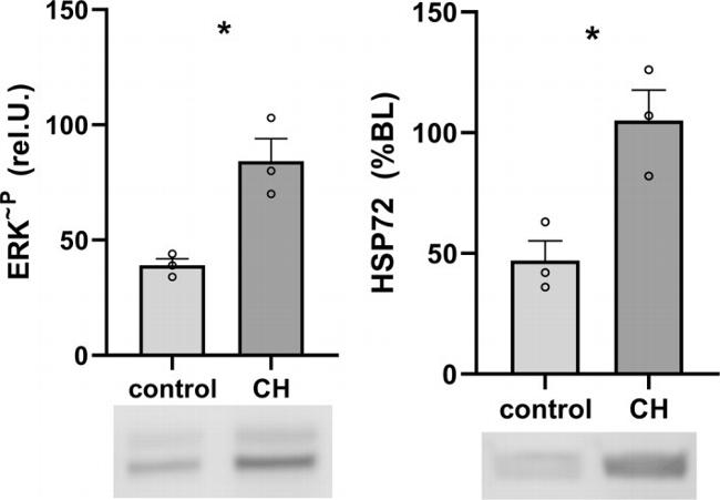 Phospho-ERK1/ERK2 (Tyr204) Antibody in Western Blot (WB)