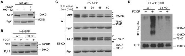 Ubiquitin Antibody in Western Blot (WB)