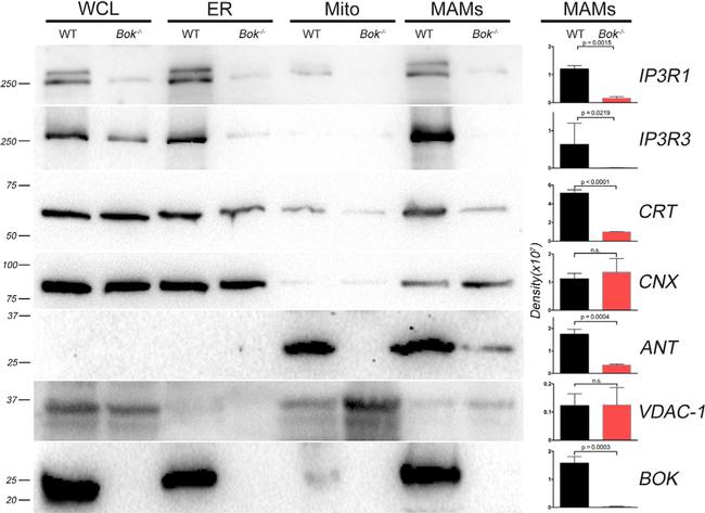 VDAC Antibody in Western Blot (WB)