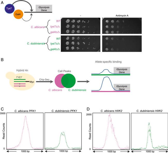 c-Myc Antibody in ChIP Assay (ChIP)