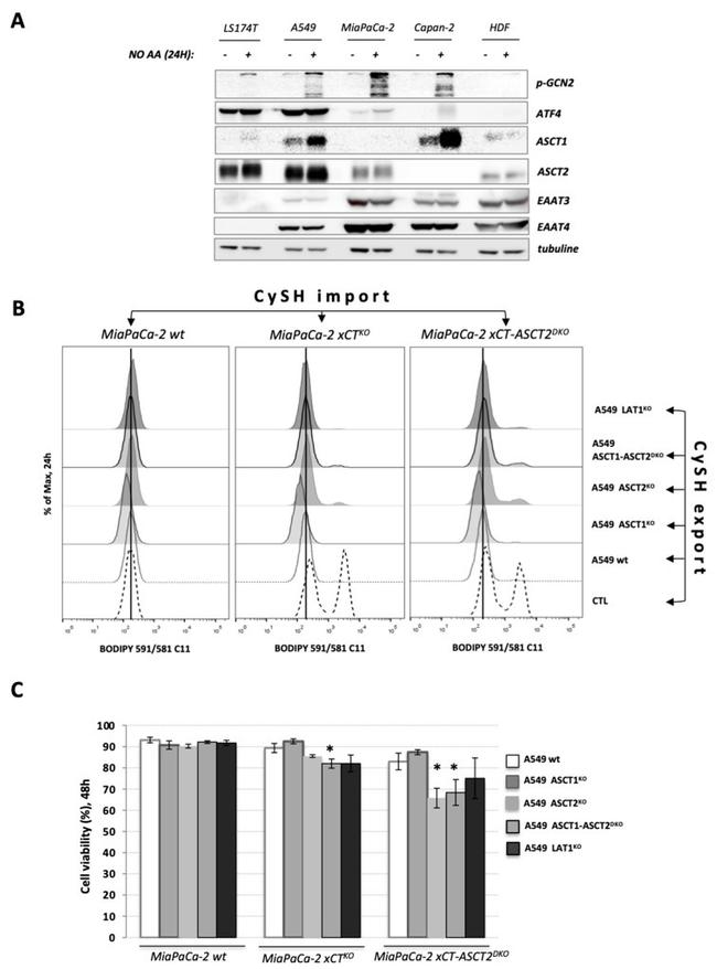 beta Tubulin Loading Control Antibody in Western Blot (WB)