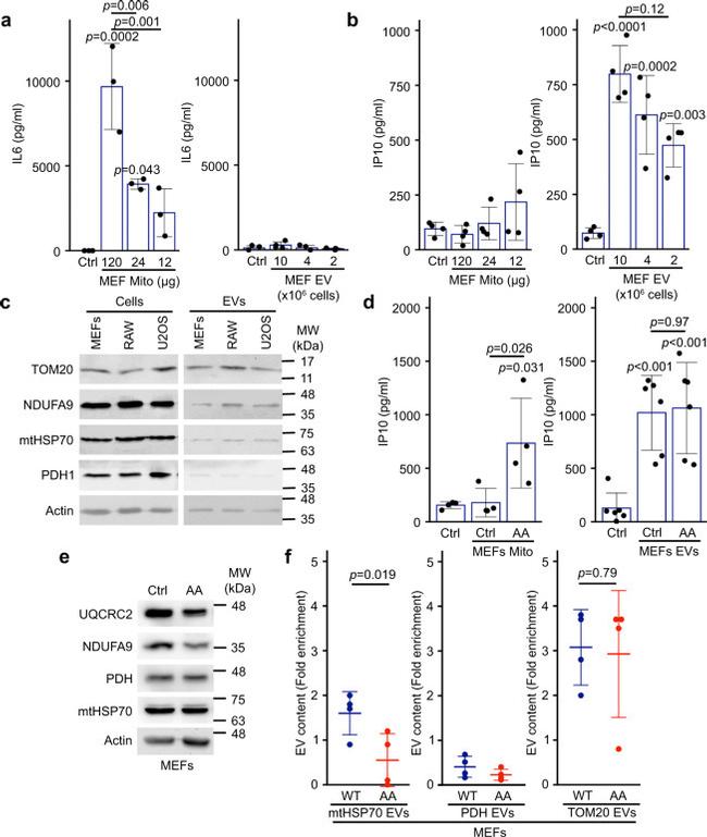 mtHSP70 Antibody in Western Blot (WB)