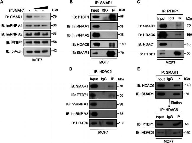 PTBP1 Antibody in Immunoprecipitation (IP)