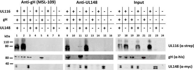 Strep Tag Antibody in Western Blot (WB)