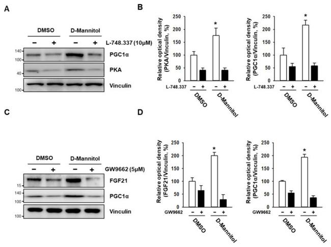 FGF21 Antibody in Western Blot (WB)