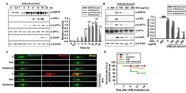 EIF2S1 Antibody in Western Blot (WB)