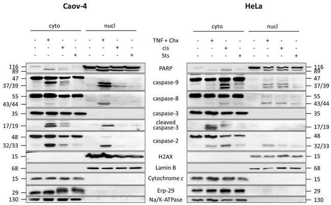 Caspase 9 Antibody in Western Blot (WB)