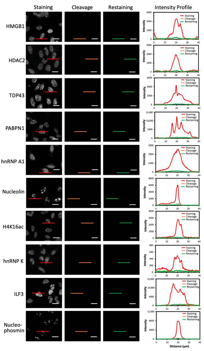 HMGB1 Antibody in Immunocytochemistry (ICC/IF)