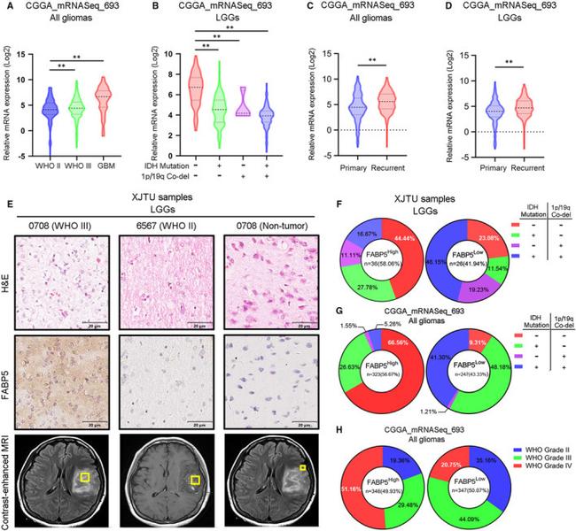 FABP5 Antibody in Immunohistochemistry (IHC)