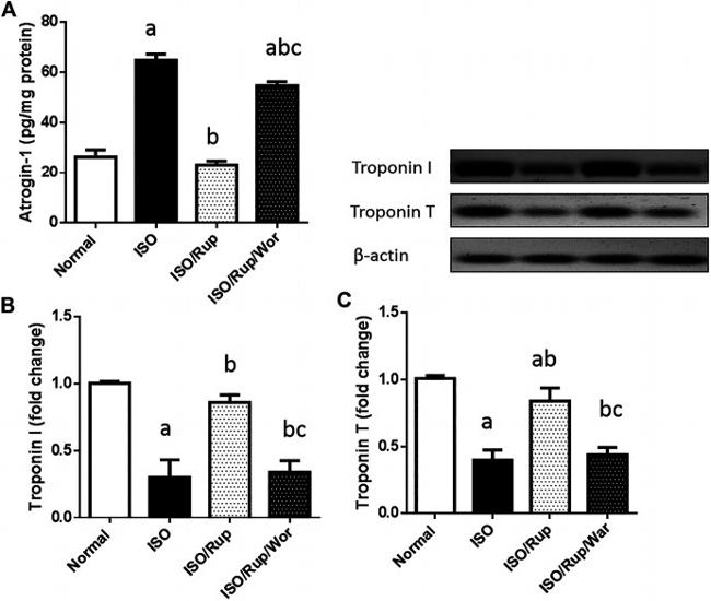 Cardiac Troponin T Antibody in Western Blot (WB)