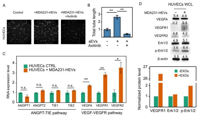 beta Actin Antibody in Western Blot (WB)