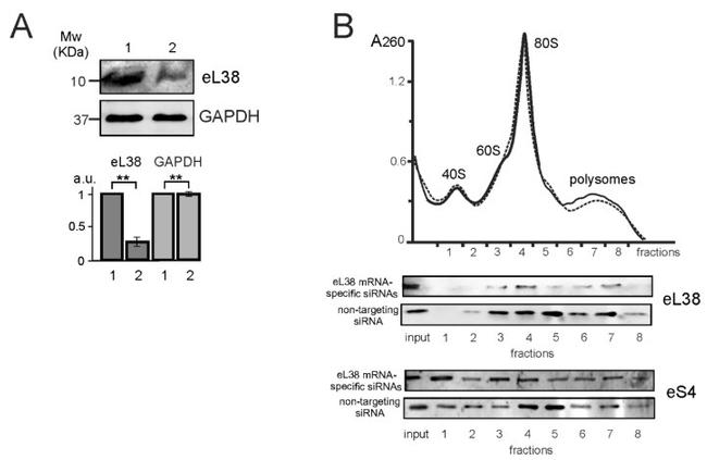 RPL38 Antibody in Western Blot (WB)