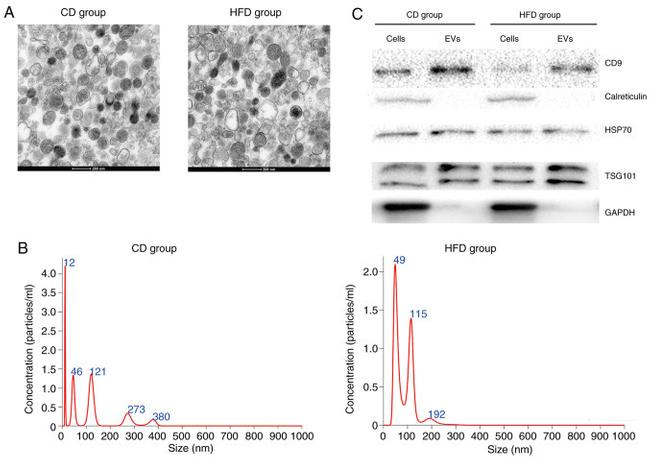 HSP70 Antibody in Western Blot (WB)