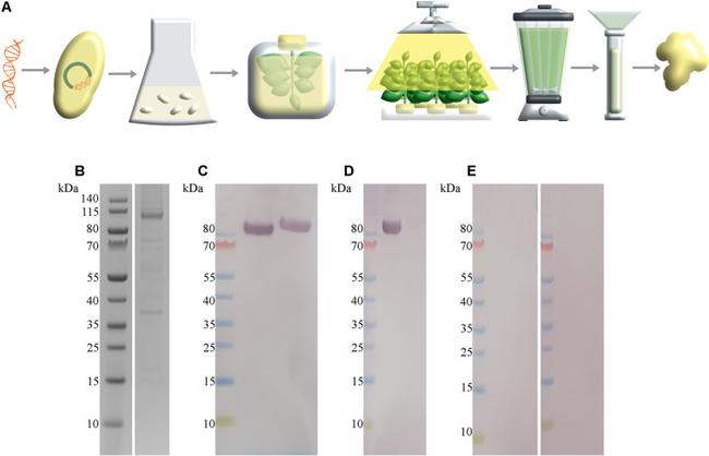 6x-His Tag Antibody in Western Blot (WB)