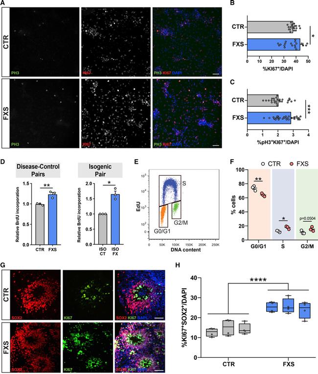 SOX2 Antibody in Immunocytochemistry (ICC/IF)