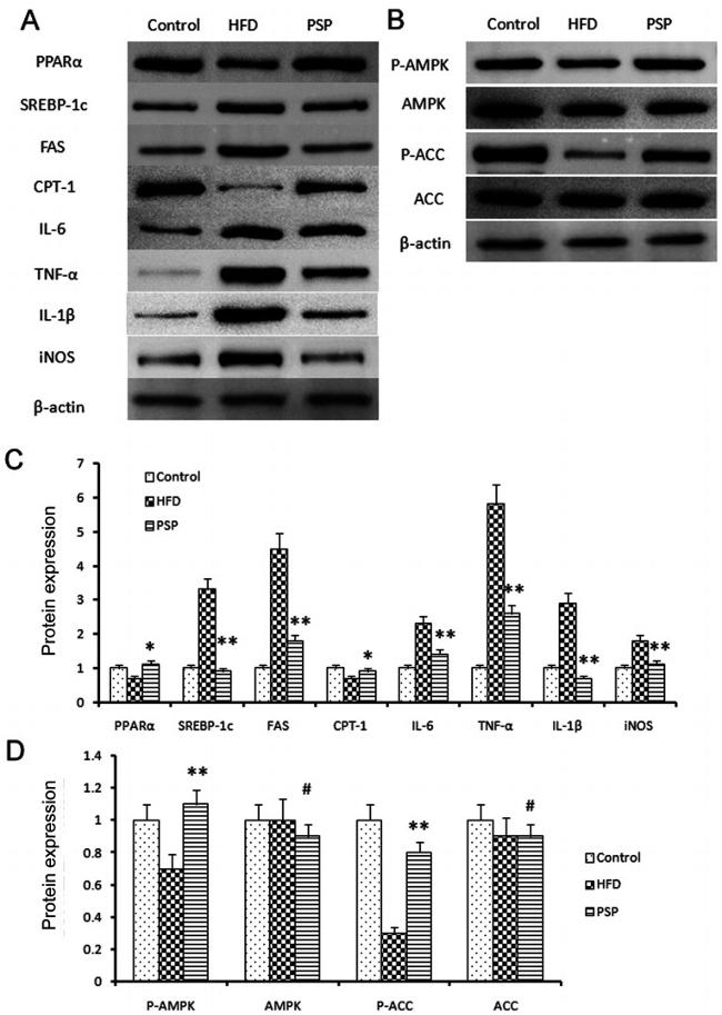 SREBP1 Antibody in Western Blot (WB)