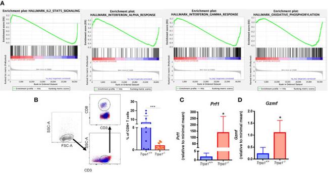 CD8 alpha Antibody in Flow Cytometry (Flow)