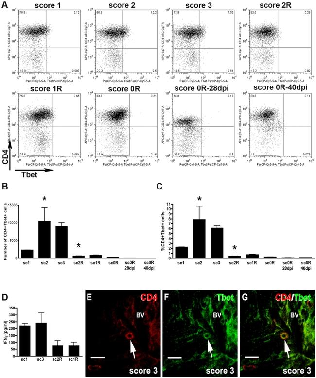 T-bet Antibody in Flow Cytometry (Flow)