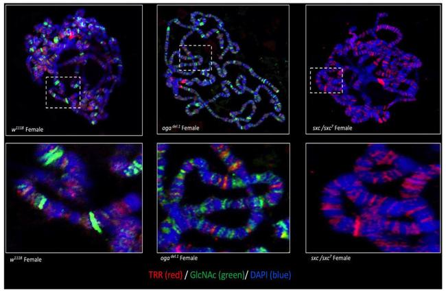 O-linked N-acetylglucosamine (O-GlcNAc) Antibody in Immunocytochemistry, Immunohistochemistry (ICC/IF, IHC)