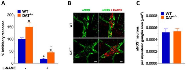 HuC/HuD Antibody in Immunohistochemistry, Immunohistochemistry (PFA fixed) (IHC, IHC (PFA))