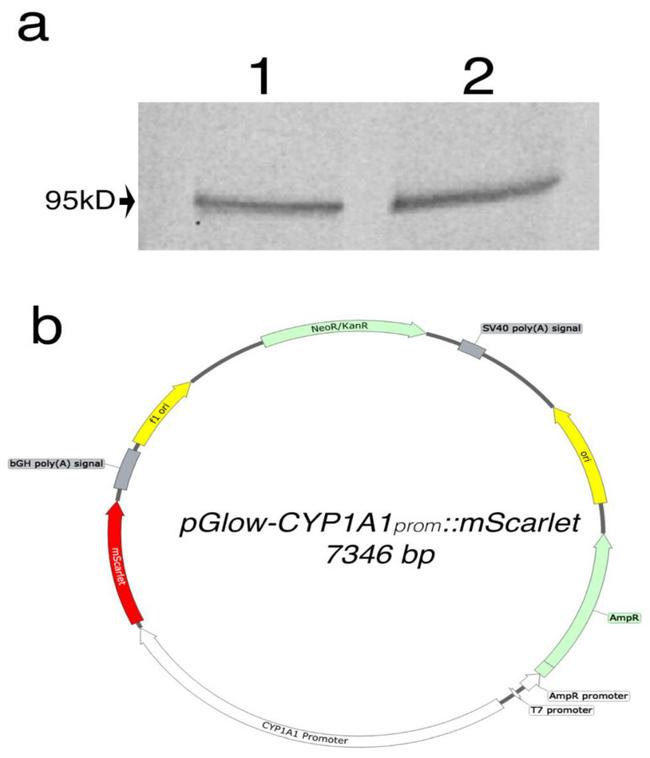 AHR Antibody in Western Blot (WB)