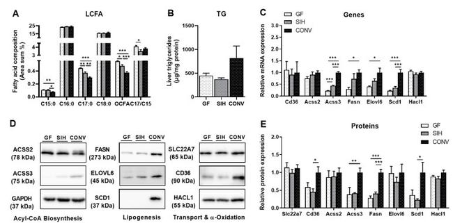 ACSS2 Antibody in Western Blot (WB)