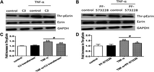 Phospho-Ezrin (Thr567) Antibody in Western Blot (WB)