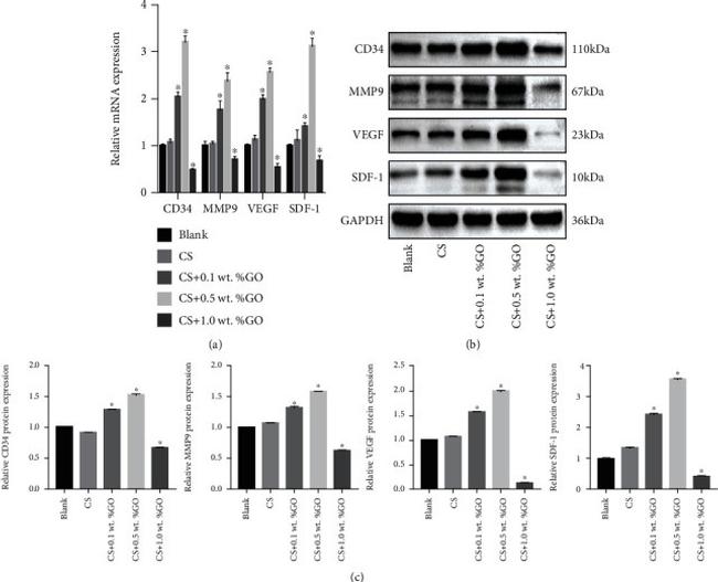 VEGF Antibody in Western Blot (WB)