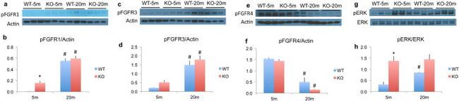 Phospho-FGFR4 (Tyr642) Antibody in Western Blot (WB)