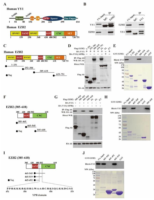 GST Tag Antibody in Western Blot, Immunoprecipitation (WB, IP)