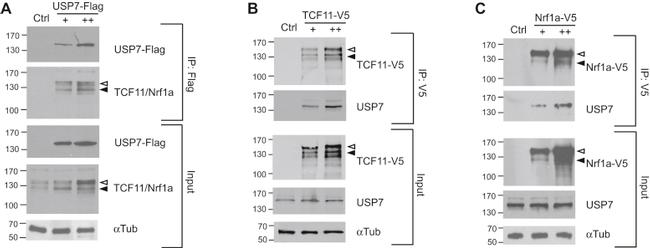 V5 Tag Antibody in Western Blot (WB)