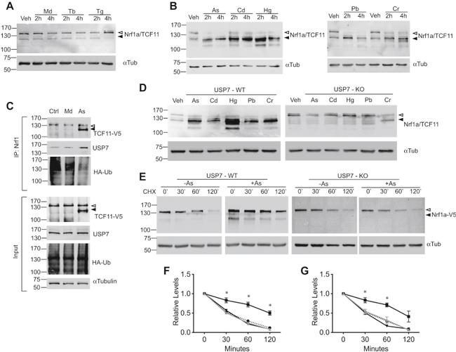 V5 Tag Antibody in Western Blot (WB)