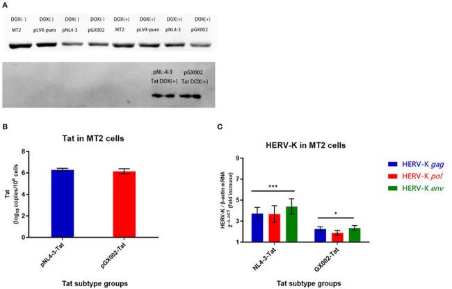 HIV1 Tat Antibody in Western Blot (WB)