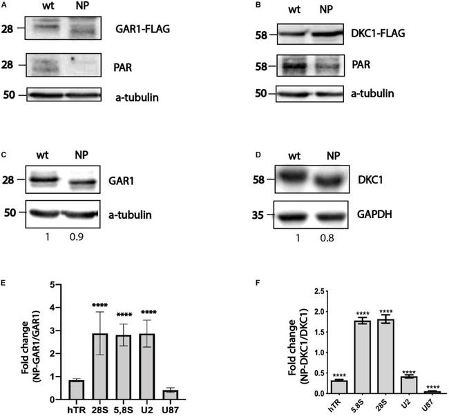 GAPDH Antibody in Western Blot (WB)