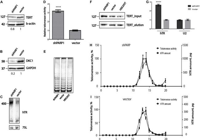 GAPDH Antibody in Western Blot (WB)