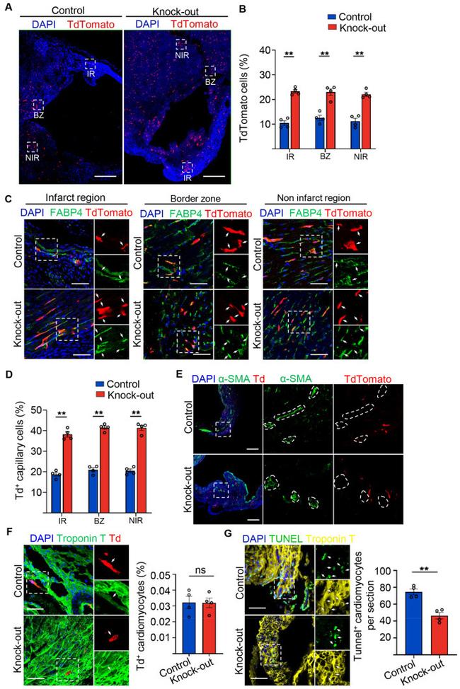 Cardiac Troponin T Antibody in Immunohistochemistry (IHC)