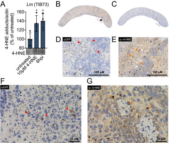 GFP Antibody in Immunohistochemistry, Immunohistochemistry (Paraffin) (IHC, IHC (P))