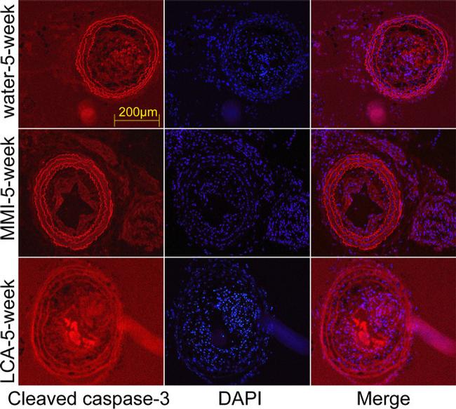 Caspase 9 (Cleaved Asp353) Antibody in Immunohistochemistry (IHC)